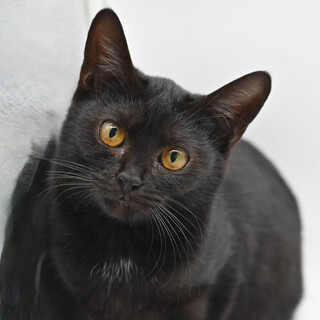 きれいいくろ子猫ショコラ！