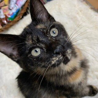 元気いっぱい！おてんばさんなサビ猫、フーカ♪