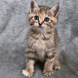 キュートナトメグ！