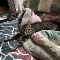 【募集中】甘えっ子サバトラ柄
