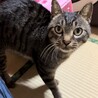 【募集中】甘えっ子サバトラ柄 サムネイル5