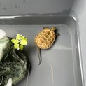 イシガメの里親募集です。