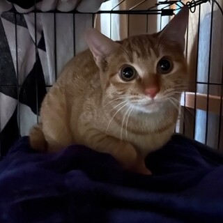 可愛い茶トラちゃん(情報更新)