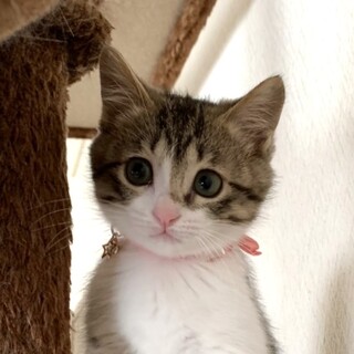 募集停止　cuteなキジ白女子テイラーちゃん