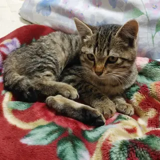 史上最強のおてんば姫！