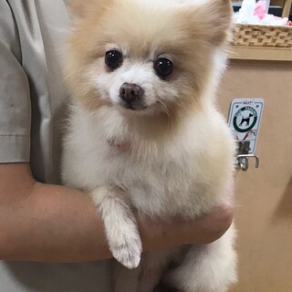 小さなポメラニアンの男の子ピチュー君