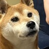 の写真