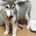 素敵な家族に出会えました　おこめちゃん