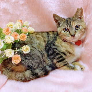 おっとり甘えん坊の子猫★４ヶ月