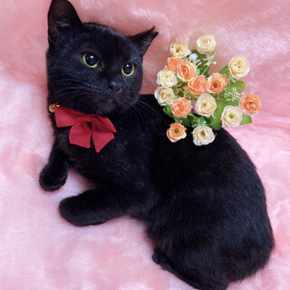 まんまるお目々の黒猫乙女★6ヶ月位