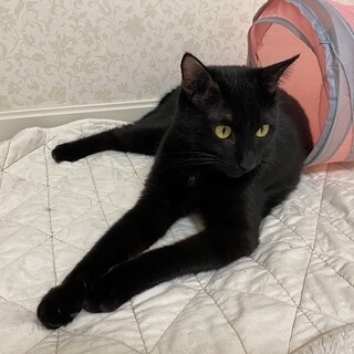 圧迫排尿が必要なゴロスリの甘えん坊♪