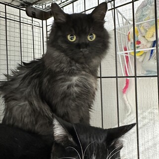 珍しいブラックスモーク長毛君【譲渡会参加】