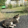Old fieldさん