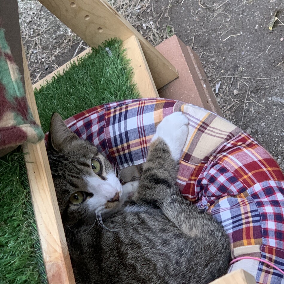 トラのカバー写真