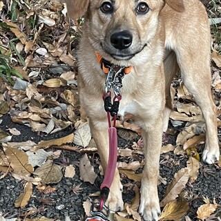 垂れ耳ノアちゃんの家族を探してます。