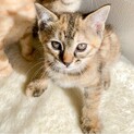 来年は卯年♡激レア激短尻尾ちびうさまことちゃん