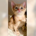 18日譲渡会参加予定♡イケメンBOY衛くん