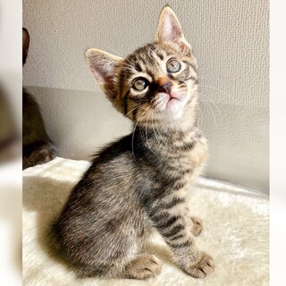 甘めの顔立ちが愛らしい美少女キジ子猫♡亜美ちゃん