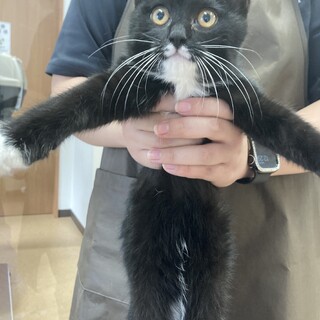 抱っこ大好き☆クリクリおメメのクロスケ君