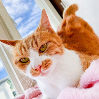 お子様猫初心者◎口元は栗？さくらんぼ？
