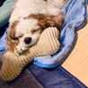 アゴのせ必須
