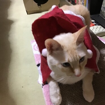 懐かしいおともだちがここに戻ってくれて、嬉しいなぁ〜
