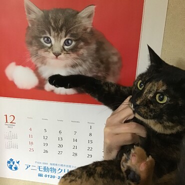 クリスマスまであと少し、みんな！準備はできた？