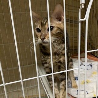 決定☆『テオ』すりすりな甘えん坊タイプ