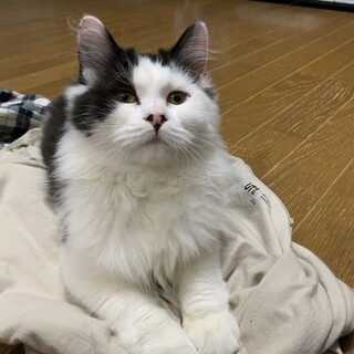 決定☆『ほのめ』膝乗り猫さん