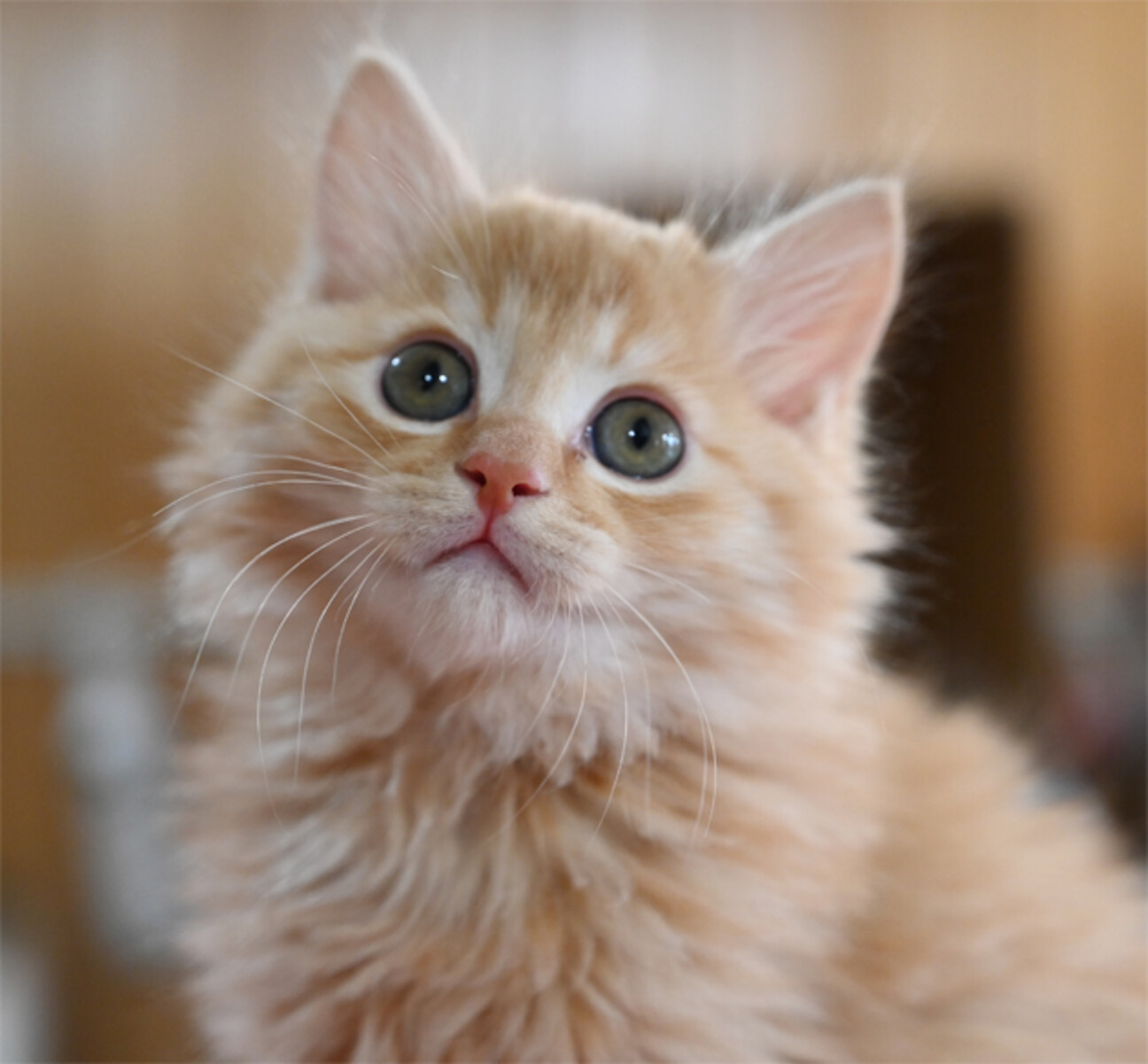 ふわふわした茶トラ長毛く」神奈川県 - 猫の里親募集(442331