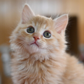 ふんばり親子猫 茶トラ ふんばり親子猫 茶トラ ふんばり親子猫 茶トラ