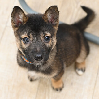 アオイちゃん！