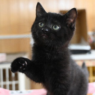 真っ黒なコロコロした黒猫くんです♪