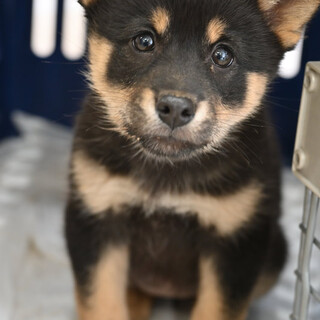 パンジちゃん！