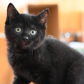 モコモコした黒猫くんです♪