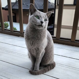人馴れ抜群な美人さん★テトちゃん★ロシアンブルー風
