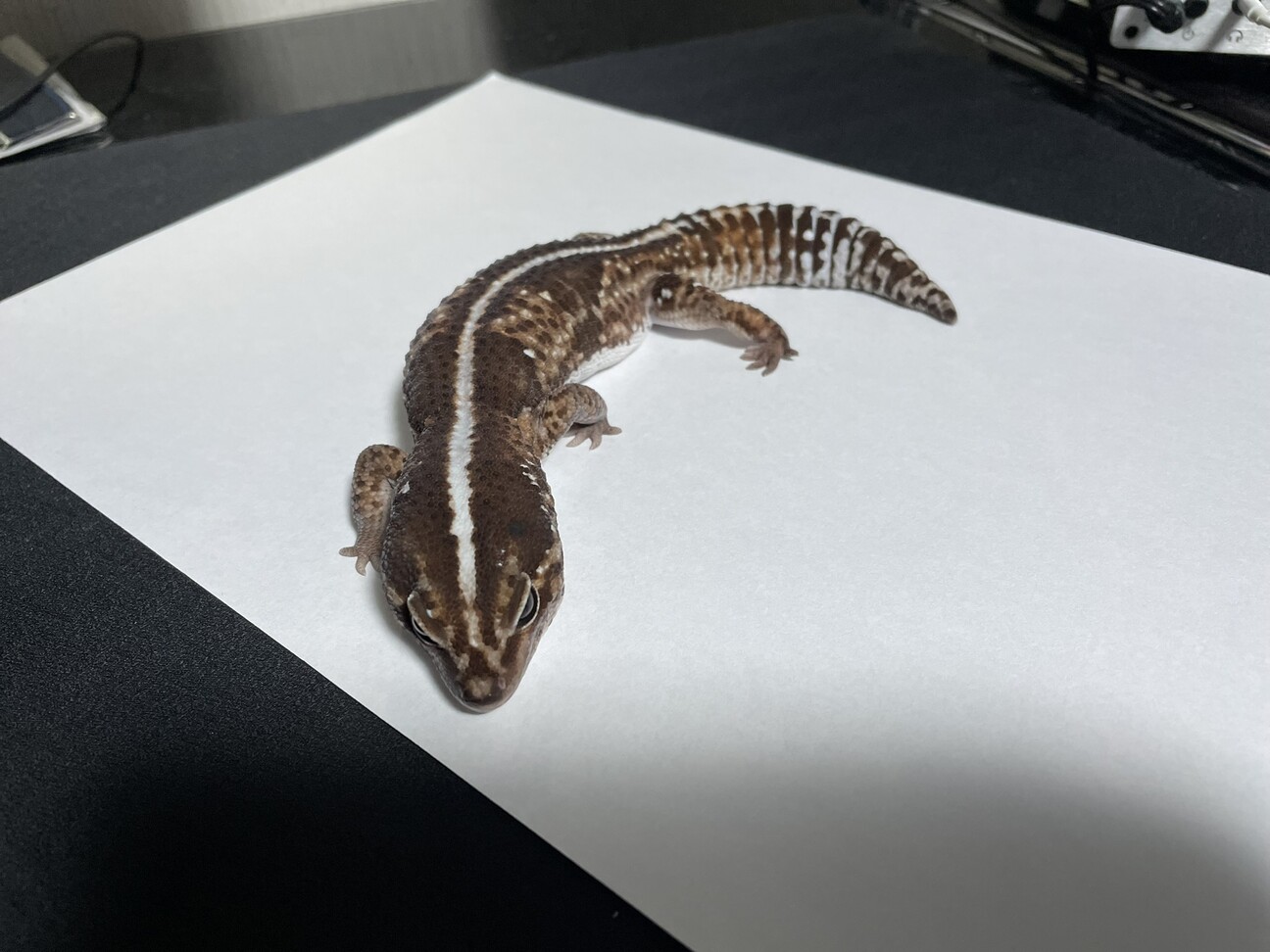 ニシアフリカトカゲモドキ」福岡県 - 爬虫類・他の里親募集(442341