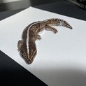 ニシアフリカトカゲモドキの里親募集です。