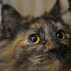 【野崎参道商店街】第33回保護猫の譲渡会 サムネイル2