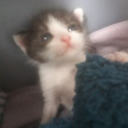 【野崎参道商店街】第33回保護猫の譲渡会 サムネイル3