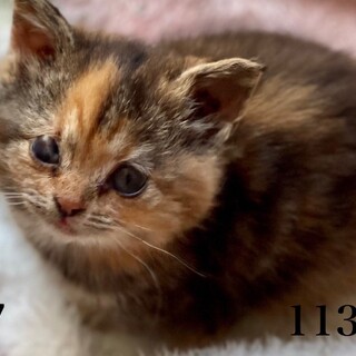 C22-M1131 ㉗　チビスコちゃん(^^）