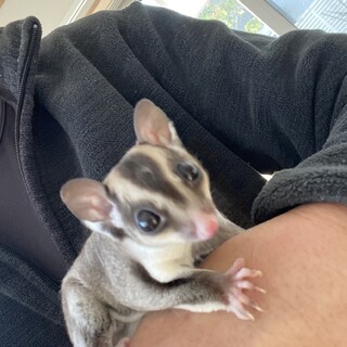 フクロモモンガ1歳（雄）里親募集