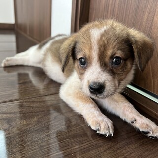 【募集停止】生後1ヵ月！ヨウくん！