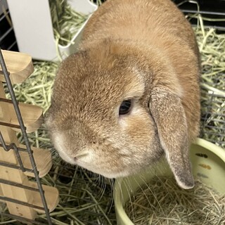 里親さん募集（交渉中のため一時停止中）