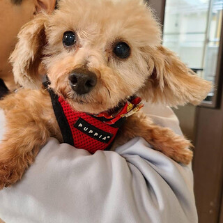 トイプードルの女の子です