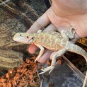 フトアゴヒゲトカゲ　ヤングサイズ　オレンジ系レザー