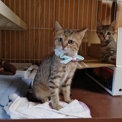 in春日井市～子猫達がいる保護猫の譲渡会2022年12月17日（土）～ ちーむ にゃいんず