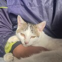 猫の里親を探しています。 三毛？ キジ白？オス 
