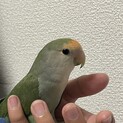 コザクラインコの里親様を募集します。