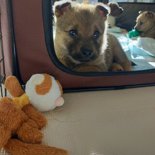 生後2ヶ月雑種♂里親募集!